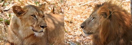 Mr. & Mrs. Panthera Leo - A Handsome Couple...
