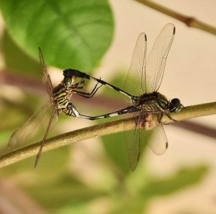 In Flagrante Delicto...Dragonflies enjoying themselves in the classic way ;)